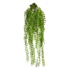 Dekopflanze COLUMNEA
