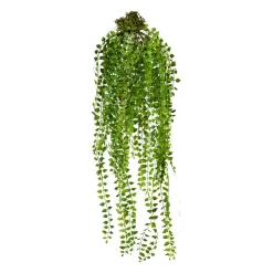 Dekopflanze COLUMNEA