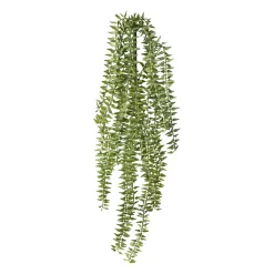 Dekopflanze COLUMNEA