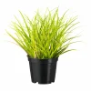 Dekopflanze im Topf GRAS