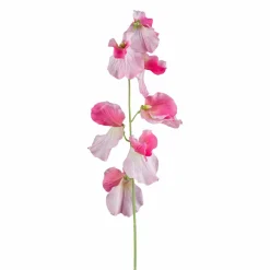 Wicke FLOWERS